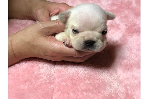 成約済の福島県のフレンチブルドッグ-101605の2枚目