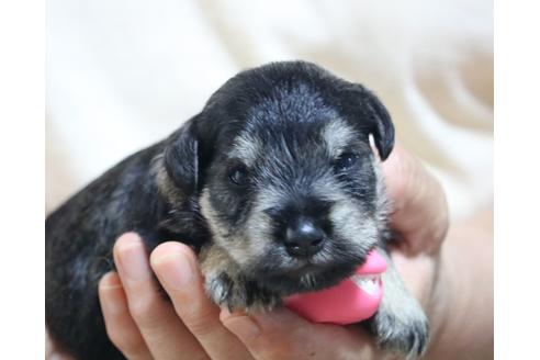 静岡県のミニチュアシュナウザー 男の子 06 24生まれ 毛色はソルト ペッパーです 子犬id ブリーダーナビ