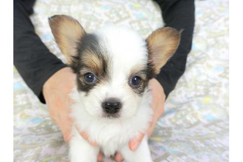 成約済の千葉県のパピヨン-101561の12枚目