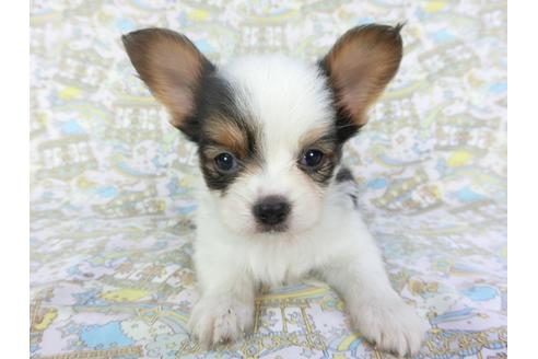 成約済の千葉県のパピヨン-101561の11枚目