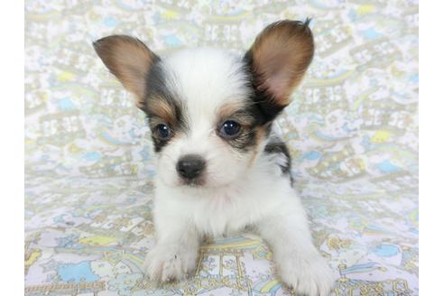 成約済の千葉県のパピヨン-101561の10枚目