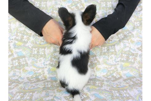 成約済の千葉県のパピヨン-101561の9枚目