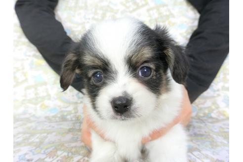 成約済の千葉県のパピヨン-101560