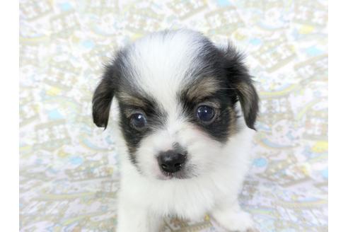 成約済の千葉県のパピヨン-101560の4枚目