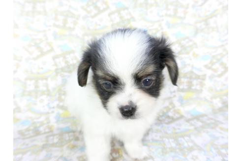 成約済の千葉県のパピヨン-101560の3枚目