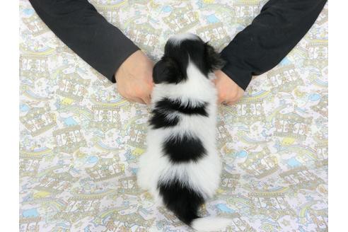 成約済の千葉県のパピヨン-101560の2枚目