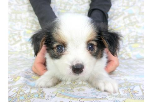 成約済の千葉県のパピヨン-101559