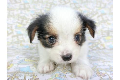 成約済の千葉県のパピヨン-101559の4枚目