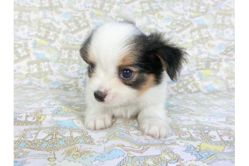 成約済の千葉県のパピヨン-101559の3枚目