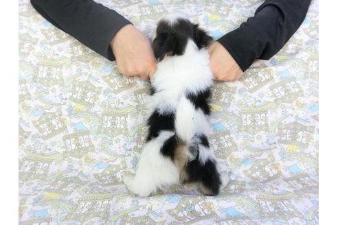 成約済の千葉県のパピヨン-101559の2枚目