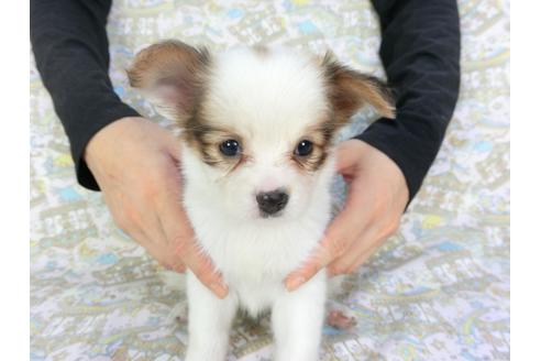 成約済の千葉県のパピヨン-101562の1枚目