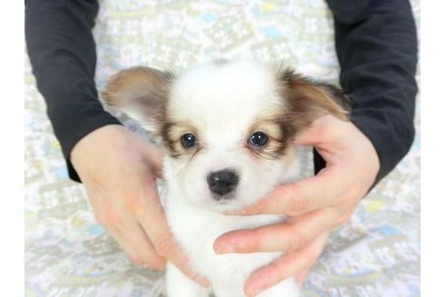 成約済の千葉県のパピヨン-101562の4枚目