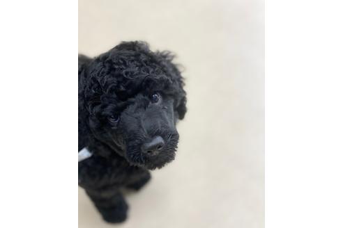 成約済の東京都のミックス犬-98509の1枚目