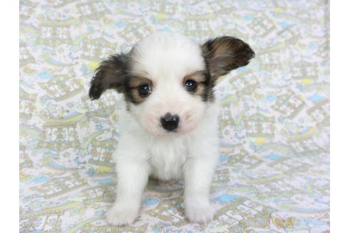 成約済の千葉県のパピヨン-101653の8枚目