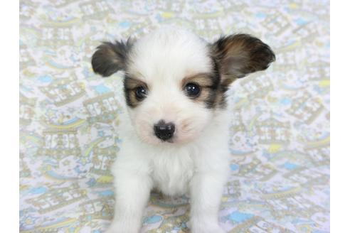 成約済の千葉県のパピヨン-101653の7枚目