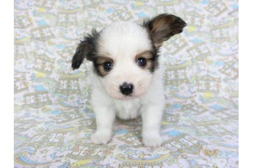 成約済の千葉県のパピヨン-101653の6枚目