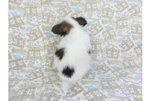 成約済の千葉県のパピヨン-101653の5枚目