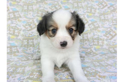 成約済の千葉県のパピヨン-101654