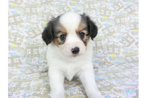 成約済の千葉県のパピヨン-101654の4枚目