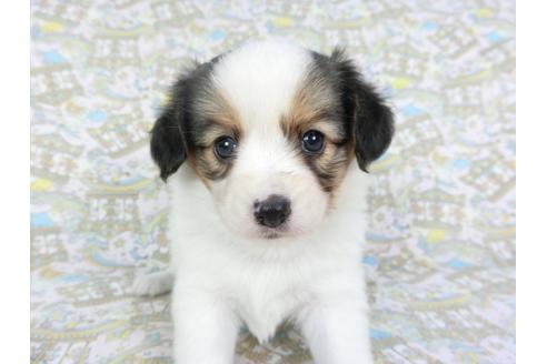 成約済の千葉県のパピヨン-101654の3枚目