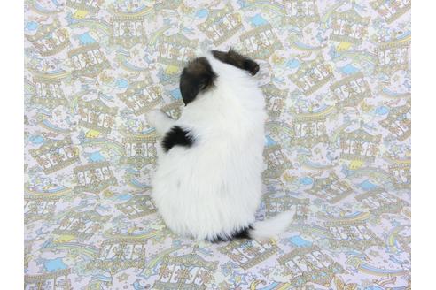 成約済の千葉県のパピヨン-101654の2枚目