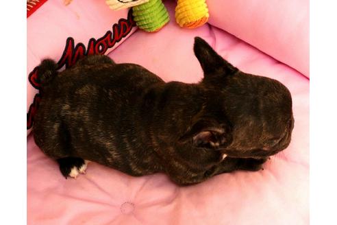 成約済の茨城県のフレンチブルドッグ-101683の3枚目