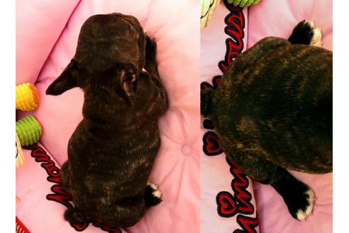 成約済の茨城県のフレンチブルドッグ-101683の2枚目