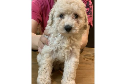 成約済の愛媛県のトイプードル-99578の1枚目