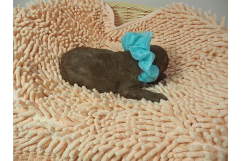成約済の埼玉県のトイプードル-101691の5枚目