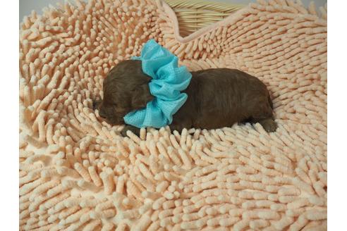 成約済の埼玉県のトイプードル-101691の4枚目
