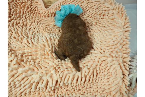 成約済の埼玉県のトイプードル-101691の3枚目