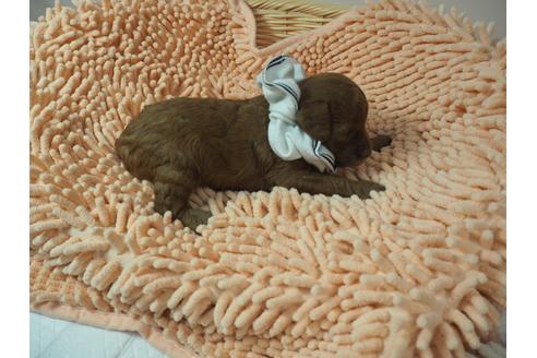 成約済の埼玉県のトイプードル-101692の5枚目