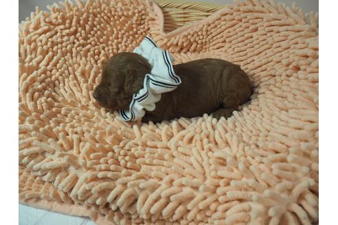成約済の埼玉県のトイプードル-101692の4枚目