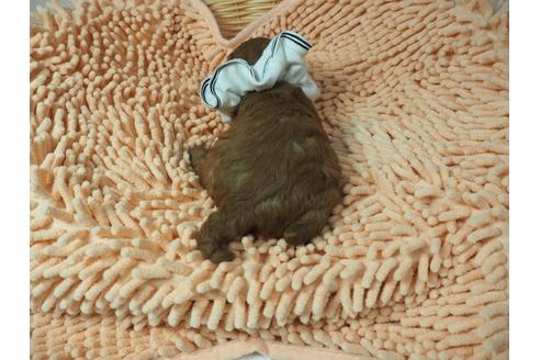 成約済の埼玉県のトイプードル-101692の3枚目
