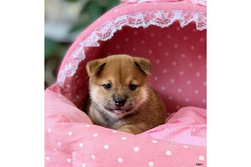 成約済の大阪府の柴犬-101697の5枚目