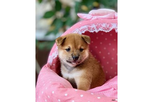 成約済の大阪府の柴犬-101697の3枚目