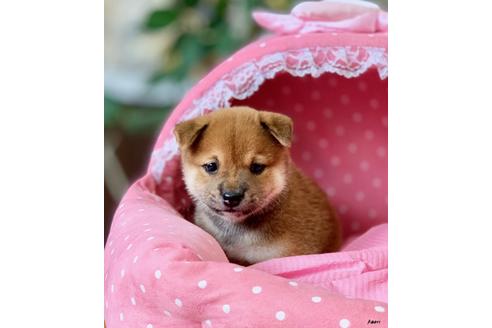成約済の大阪府の柴犬-101697の2枚目