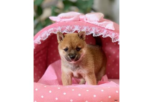 成約済の大阪府の柴犬-101699の5枚目