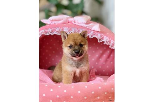 成約済の大阪府の柴犬-101699の4枚目