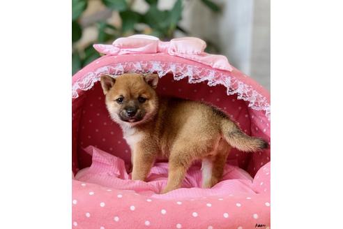 成約済の大阪府の柴犬-101699の3枚目