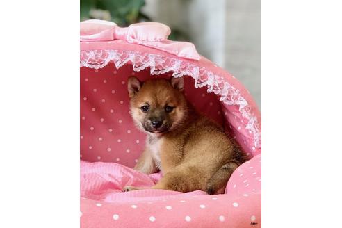 成約済の大阪府の柴犬-101699の2枚目