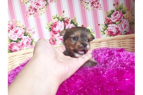 成約済の秋田県のミックス犬-101720の2枚目