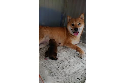 成約済の山梨県の柴犬-101730の1枚目