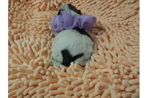 成約済の埼玉県のシーズー-101737の3枚目