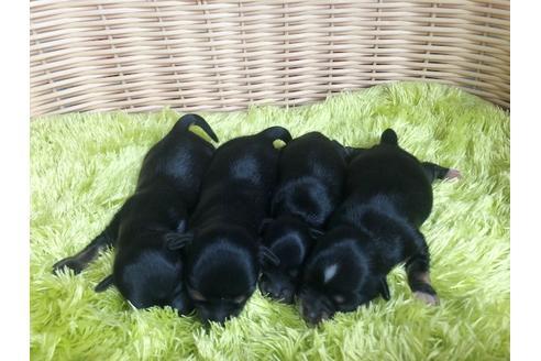 成約済の秋田県のチワックス:チワワ×ミニチュアダックスフンド-101759の4枚目