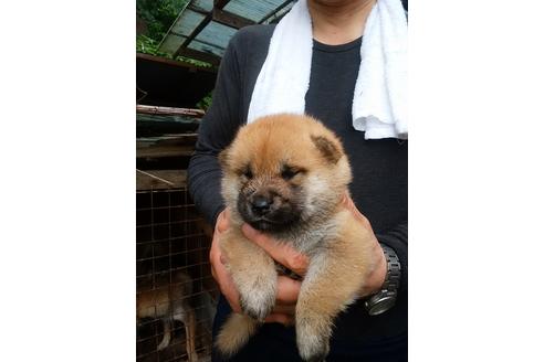 成約済の三重県の柴犬-101587の3枚目