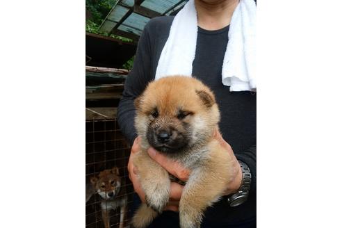 成約済の三重県の柴犬-101587の2枚目