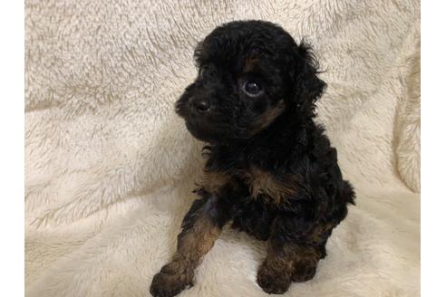 子犬