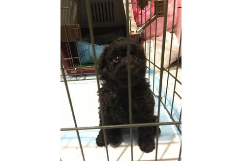 成約済の埼玉県のトイプードル-101798の1枚目