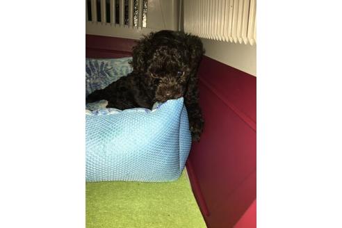 成約済の埼玉県のトイプードル-101798の4枚目